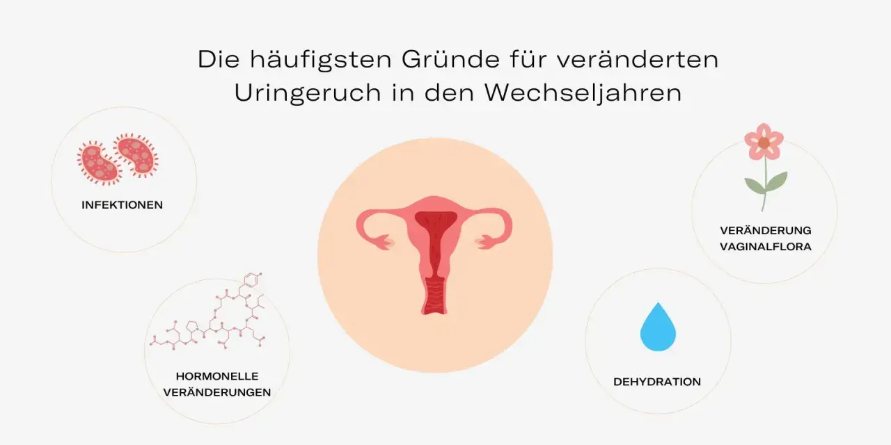 Hormonelle Veränderungen, Infektionen, Dehydration und veränderte Vaginalflora können dazu führen, dass der Urin riecht.