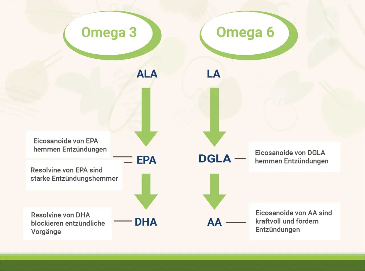 DHA ist ein wichtiger Baustein aus Omega-3-Fettsäuren, der entzündliche Prozesse blockiert.