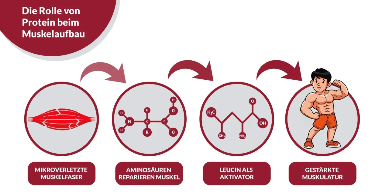 Schema zeigt, wie Aminosäuren nach Mikroverletzungen Muskeln reparieren und Leucin den Muskelaufbau aktiviert, was zu gestärkter Muskulatur führt. Zu viel Protein ist nicht immer nötig.