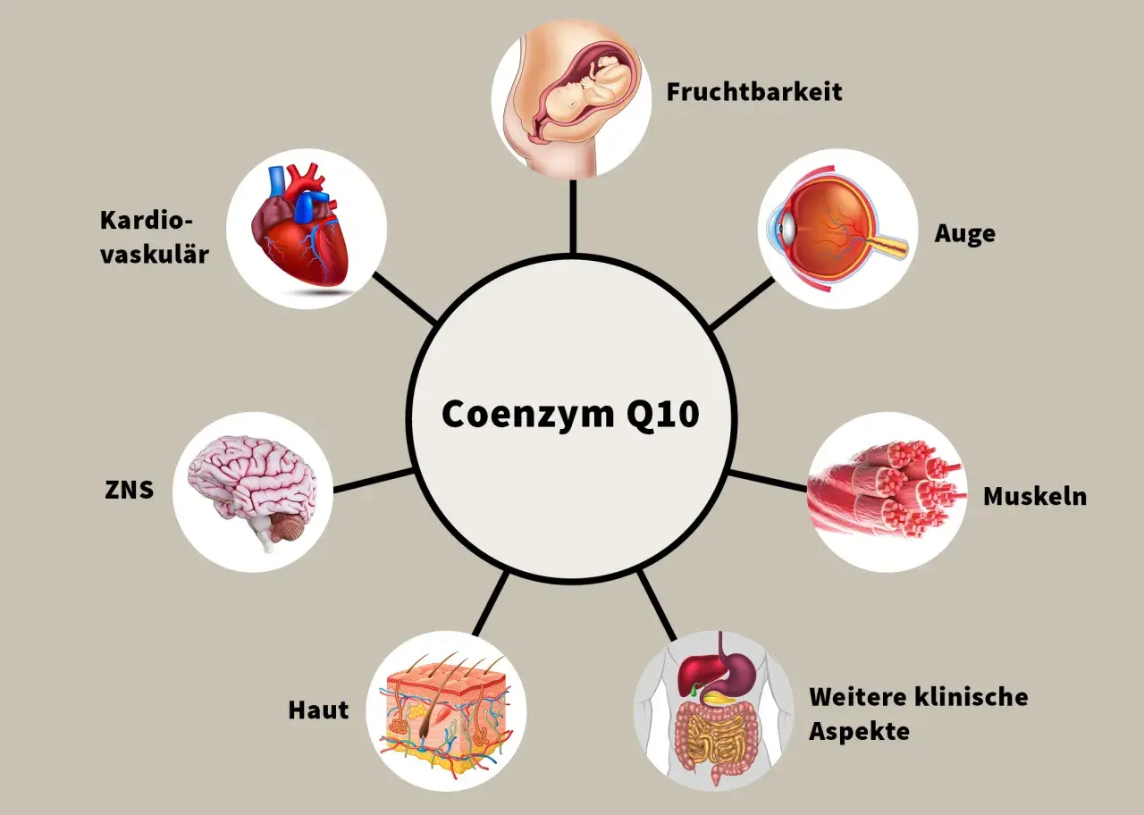 Coenzym Q10 ist wichtig für Herz, Gehirn, Augen, Haut, Muskeln, Fruchtbarkeit und weitere klinische Aspekte. Die Frage "wieviel Q10 am Tag" wird hier nicht beantwortet.