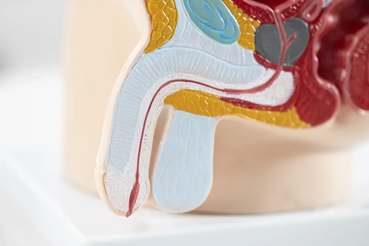 Anatomisches Modell zeigt den Penis mit einer roten Linie, die Blut im Sperma symbolisiert. Mögliche Ursache: Medikamente.