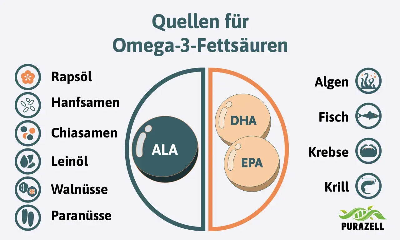 Quellen für Omega-3-Fettsäuren: Rapsöl, Hanfsamen, Chiasamen, Leinöl, Walnüsse, Paranüsse, Algen, Fisch, Krebse, Krill. Wichtig für das omega 3 gehirn.