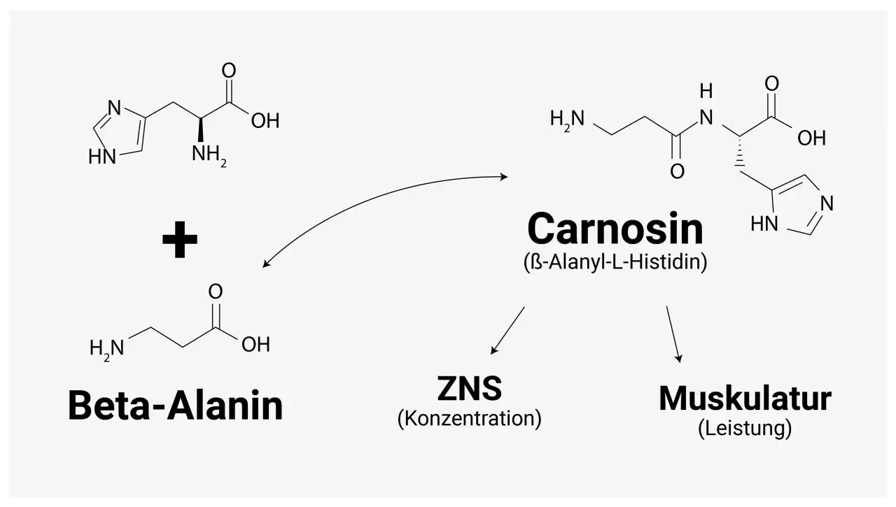 Chemische Formeln zeigen, wie Beta-Alanin und Histidin zu Carnosin reagieren, wichtig für ZNS und Muskulatur. Beta-Alanin ist ein Baustein, der in Lebensmitteln vorkommt.