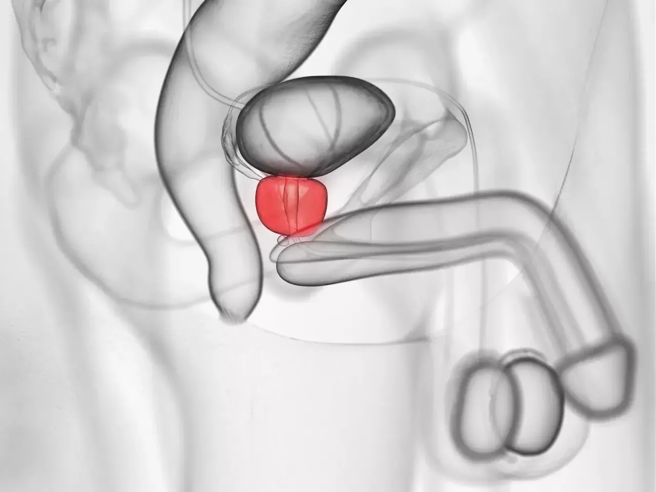 Männliche Anatomie: Harnblase, Prostata (rot hervorgehoben) und Penis. Ein Leben ohne Prostata ist möglich.