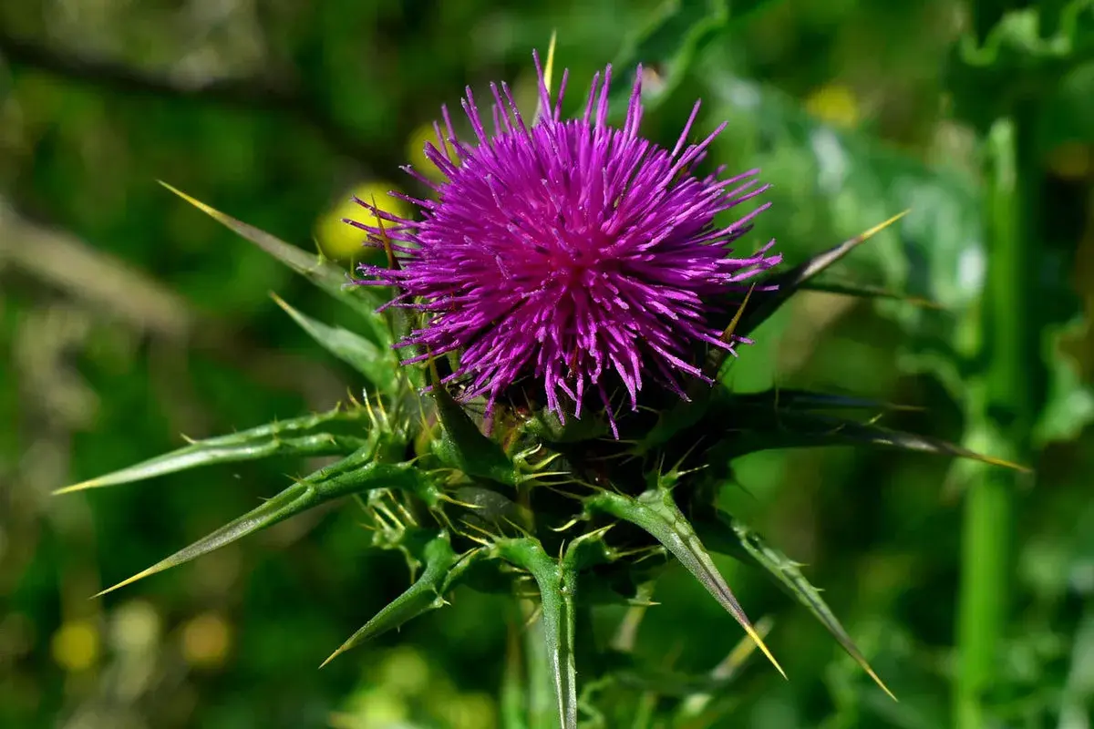 Lila Distelblüte mit spitzen Dornen. Aus ihren Samen wird Silymarin gewonnen, ein Wirkstoff für die Leber.