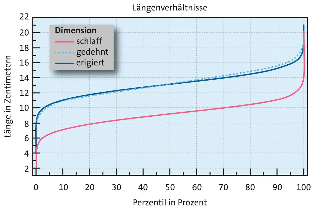 Diagramm zeigt Längenverhältnisse von Penissen in verschiedenen Zuständen (schlaff, gedehnt, erigiert) über Perzentile.