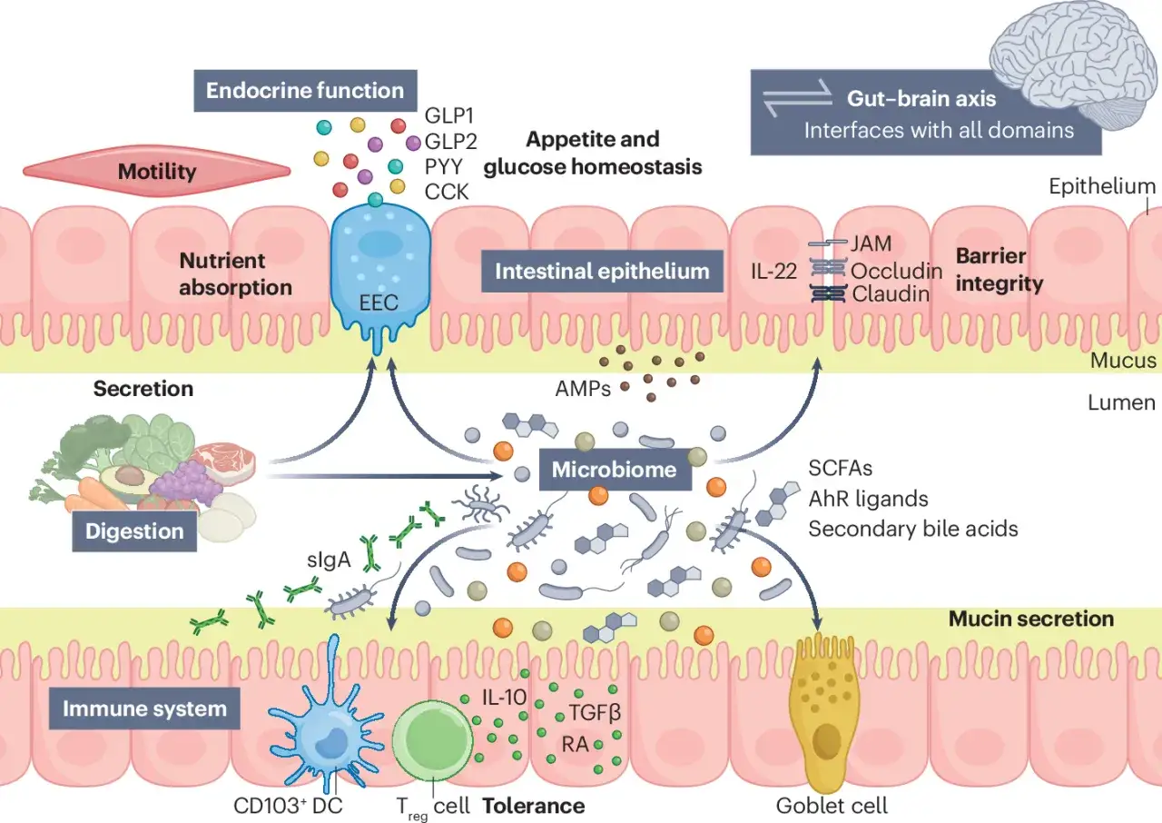 Darmmikrobiom beeinflusst Darmepithel, Barriereintegrität und Immunantwort. Glucosamin-Wirkung im Darm ist komplex und involviert diese Prozesse.