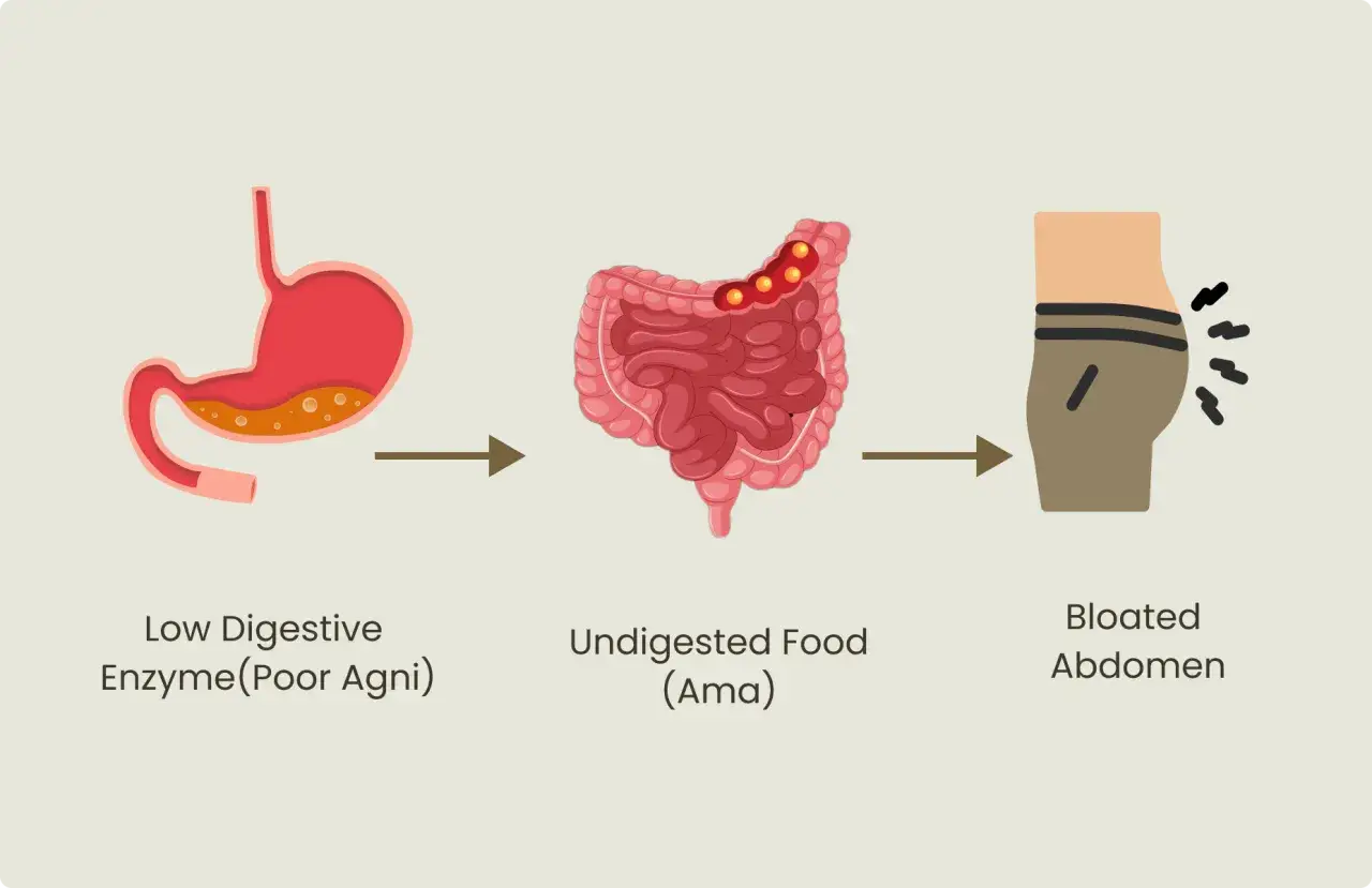 Schlechte Verdauung führt zu unverdauter Nahrung und einem aufgeblähten Bauch. Viel pupsen gesund, denn es zeigt, dass der Körper arbeitet!
