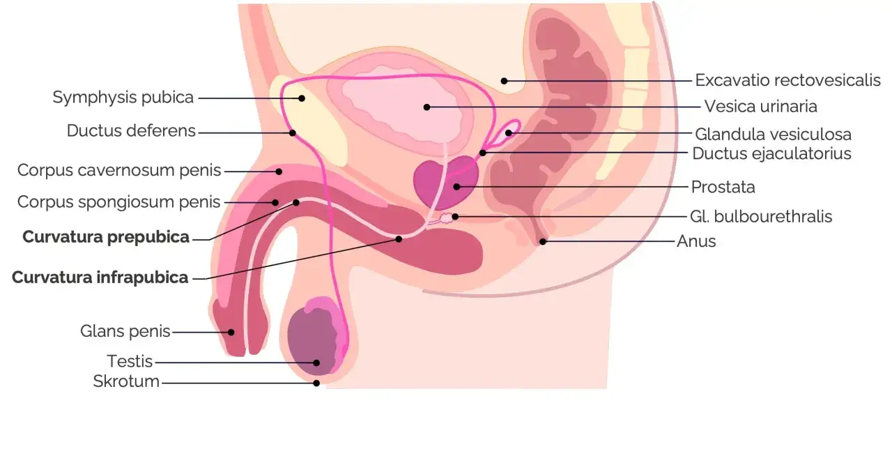 Anatomische Darstellung des männlichen Beckens mit Harnblase, Prostata und Genitalien. Mögliche Ursachen für Probleme beim Wasserlassen sind hier ersichtlich.