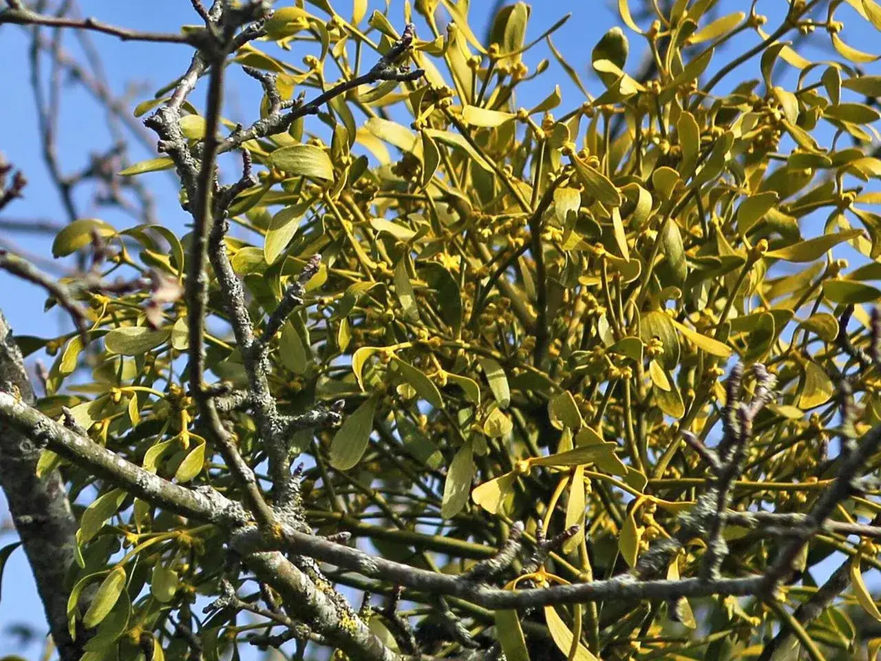 Ein Mistelzweig im Sonnenschein. Misteltee wird traditionell zur Unterstützung der Leber eingesetzt.