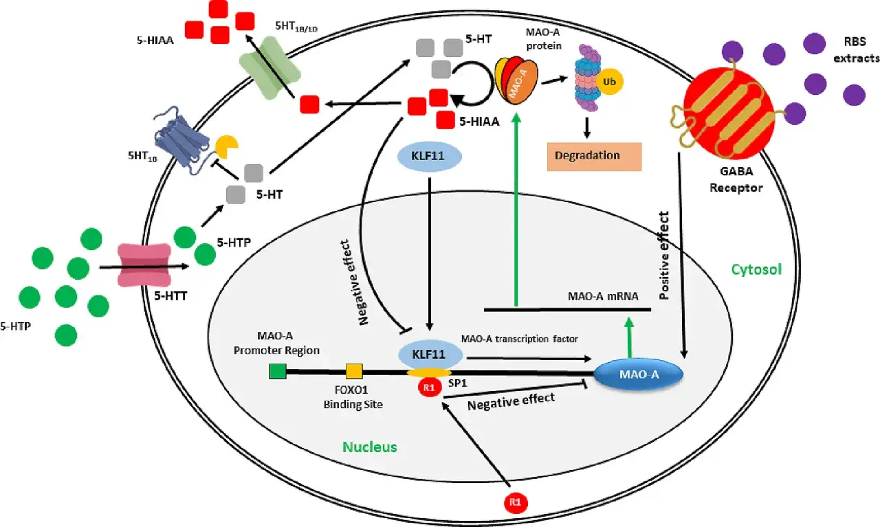Schema zeigt, wie 5-HTP die MAO-A-Expression beeinflusst. Die 5-HTP-Aufnahme und die 5-HT-Signalwege sind dargestellt. Die 5-HTP-Wirkung auf die MAO-A-Synthese wird durch KLF11 und andere Faktoren moduliert.