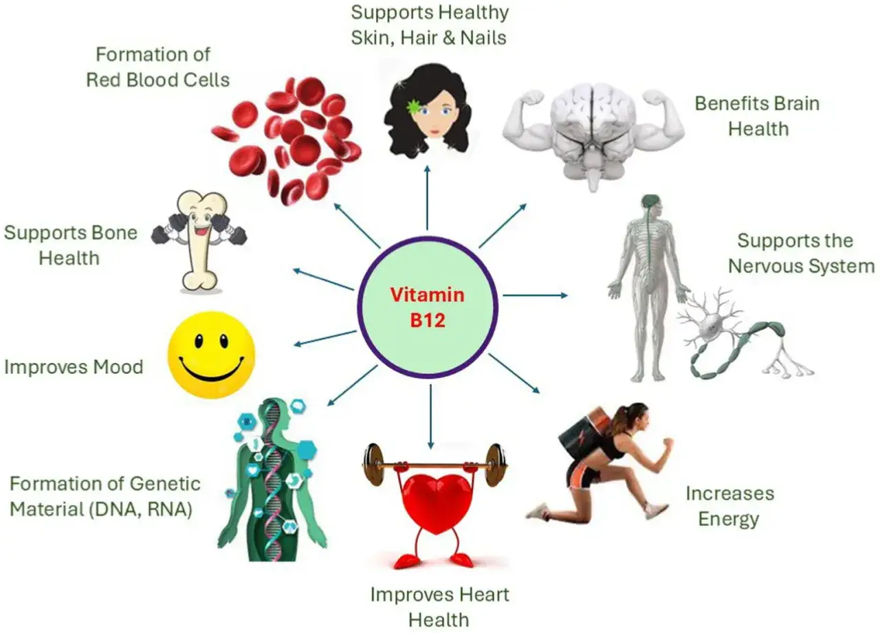 Die Vitamin B12 Wirkung zeigt sich in vielen Bereichen: rote Blutkörperchen, Gehirn, Nerven, Energie, Stimmung, Haut, Haare, Nägel, Knochen, Herz und DNA.