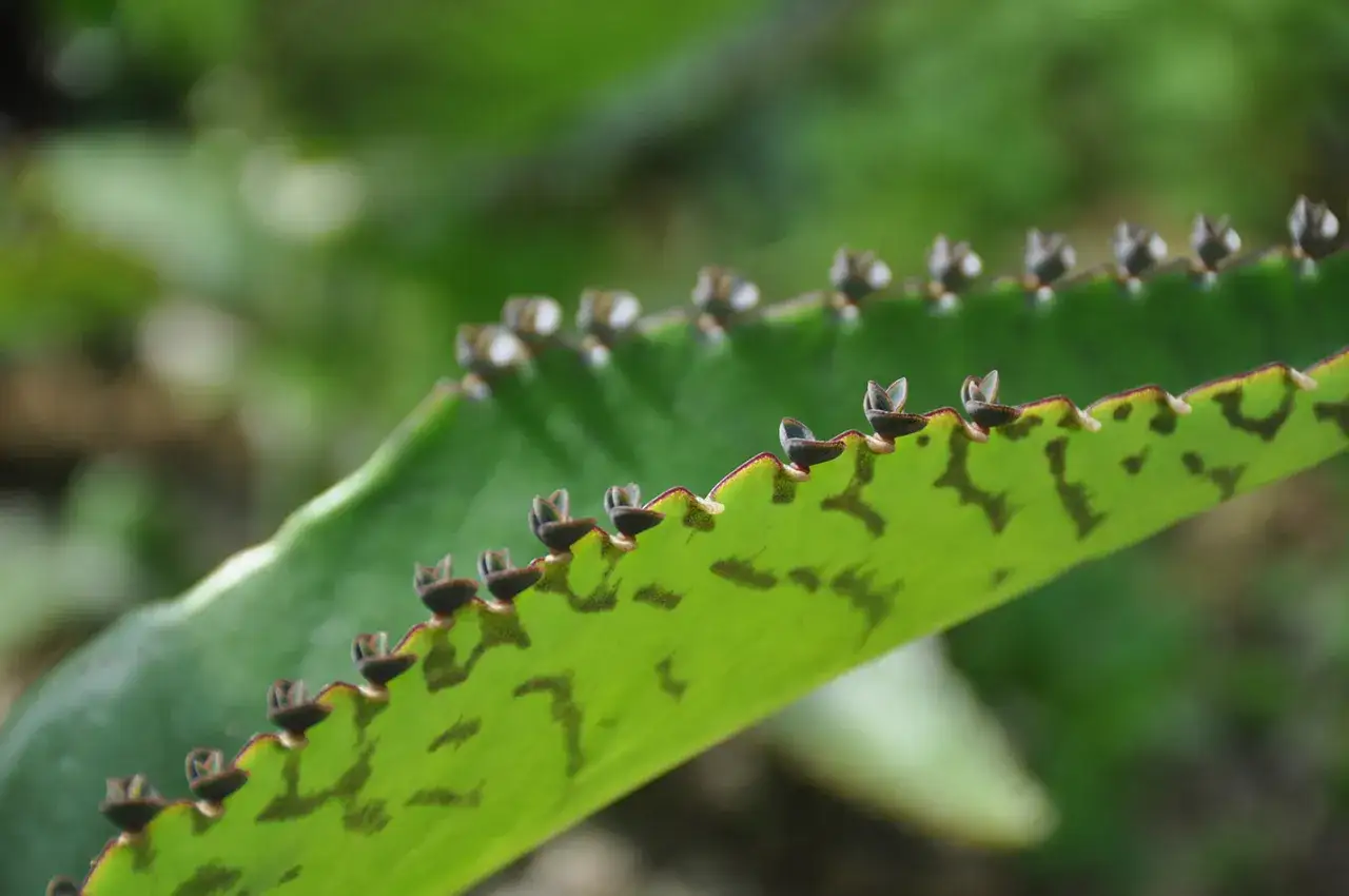 Bryophyllum-Blätter mit winzigen Ablegern, die an den gezackten Rändern wachsen. Die Pflanze ist bekannt für ihre beruhigende bryophyllum wirkung psyche.