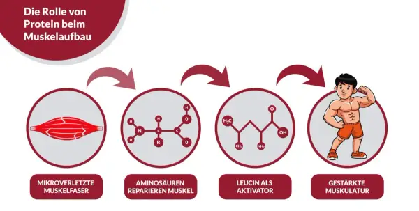 Schema zeigt, wie Aminosäuren nach Mikroverletzungen Muskeln reparieren und Leucin den Muskelaufbau aktiviert, was zu gestärkter Muskulatur führt. Zu viel Protein ist nicht immer nötig.